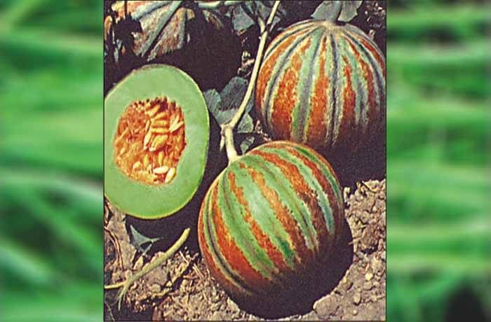 MUSKMELON SAMAG KAJRI